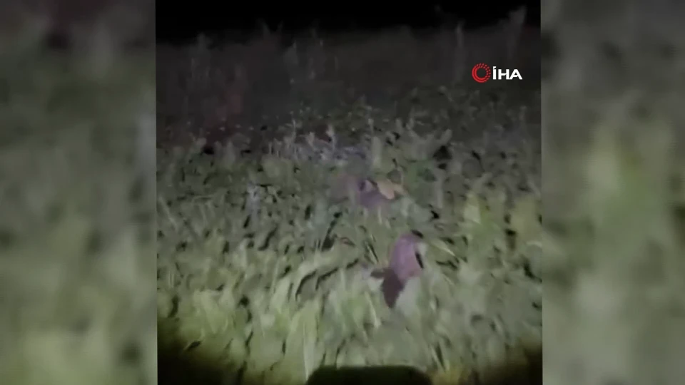 Harmantepe köyünde tarlalara giren porsuklar ürünlere zarar veriyor